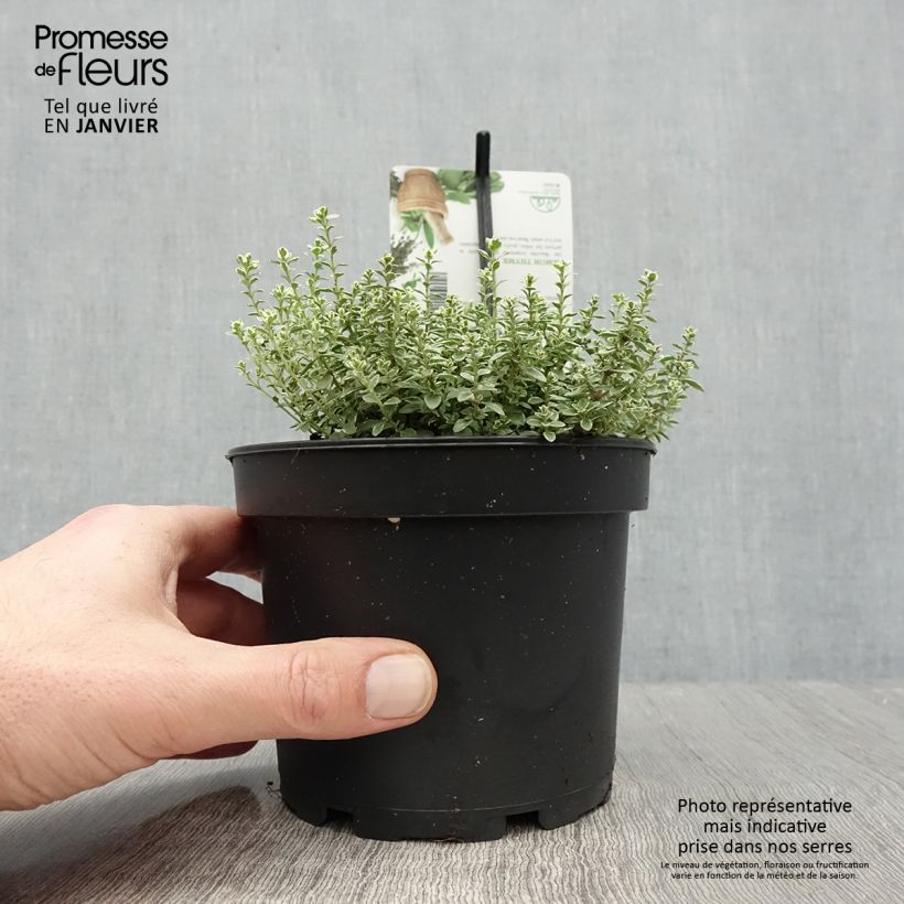 Thym citron panaché - Thymus citriodorus Silver Queen Pot de 1.5L/2L Ejemplar entregado en invierno