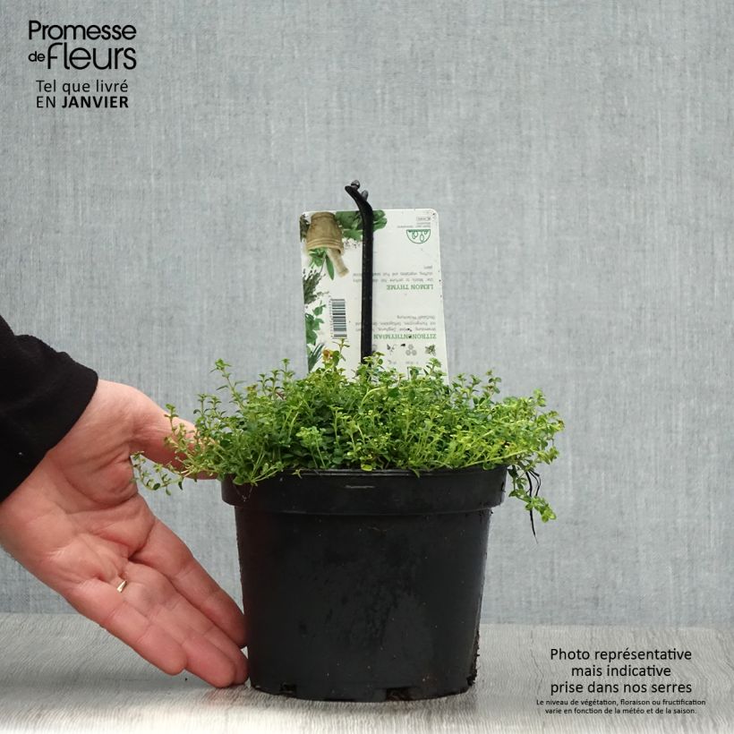 Thym hybride Doone Valley - Thymus (x) citriodorus Pot de 1.5L/2L Ejemplar entregado en invierno