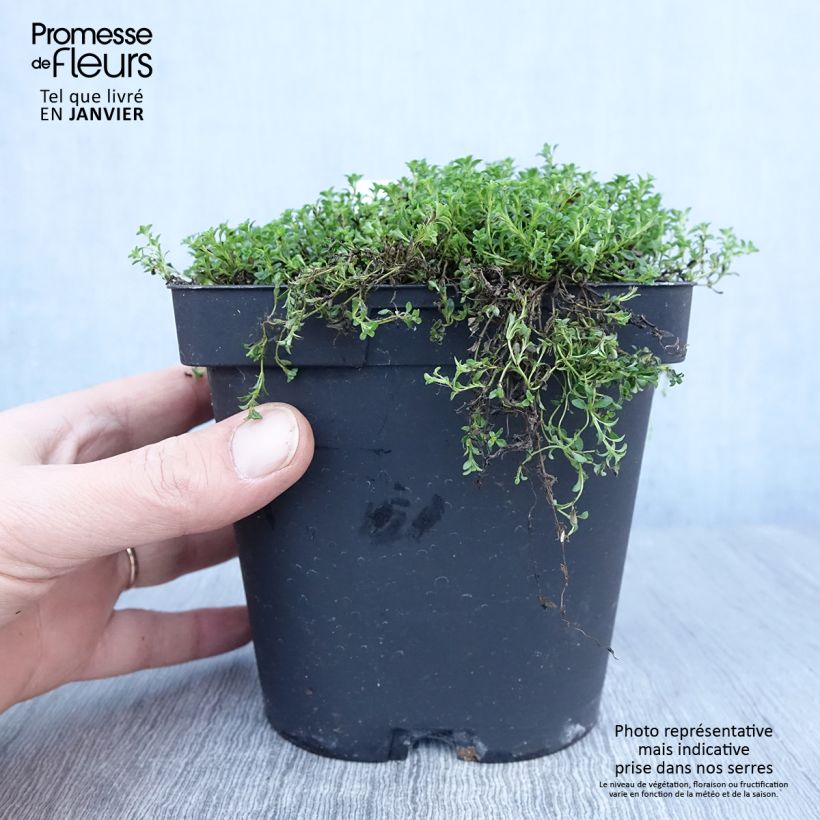 Thym précoce - Thym praecox Albiflorus en pot de 2/3 litres Ejemplar entregado en invierno