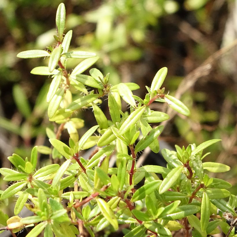 Tomillo - Thymus longicaulis (Follaje)