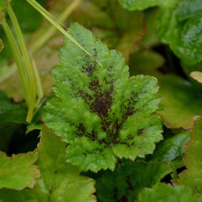 Tiarella Tiger Stripe (Follaje)