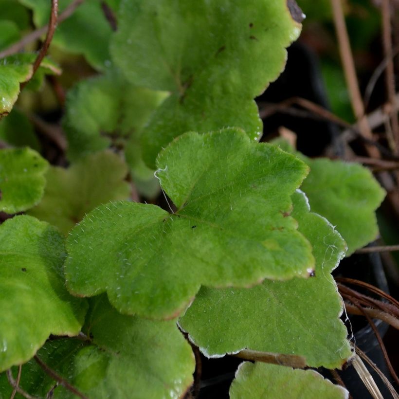 Tiarella wherryi (Follaje)