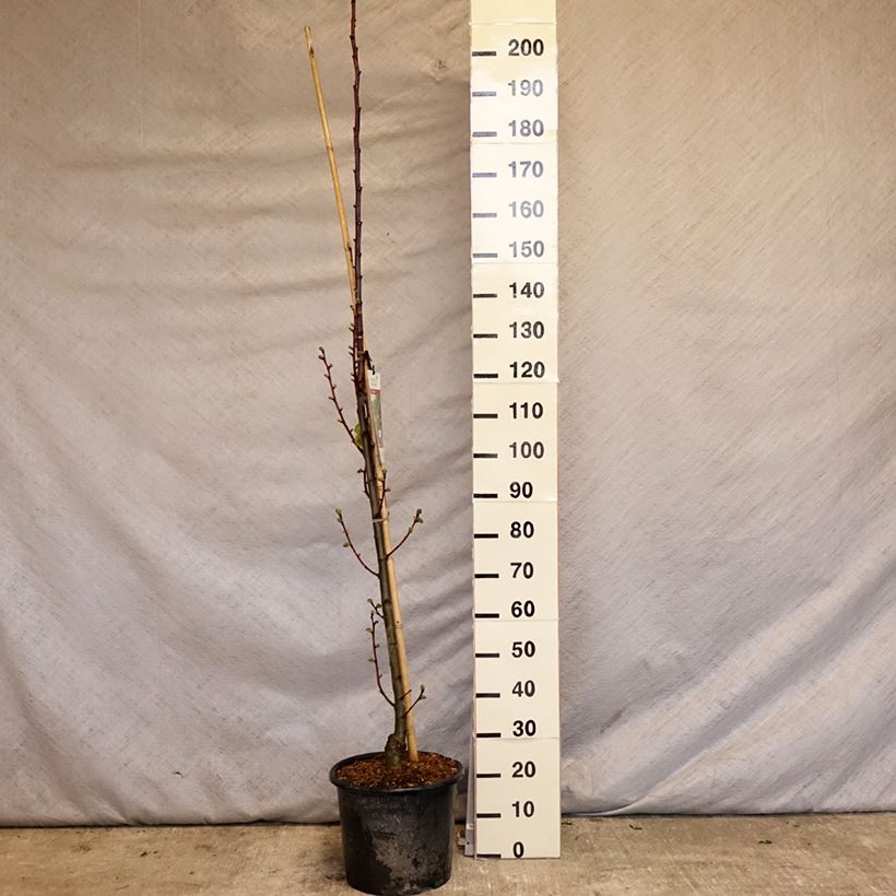 Tilia platyphyllos Rubra Maceta 12L/15LAltura de entrega aprox. 160/180cm Ejemplar entregado en la primavera