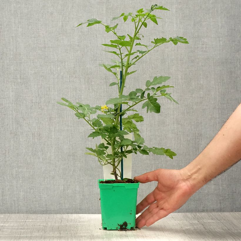 Tomate cerise Harmony F1 en plants GREFFES Pot de 10,5 cm Ejemplar entregado en la primavera