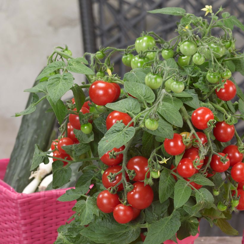 Tomate cherri Sturdy Jo F1 (Cosecha)