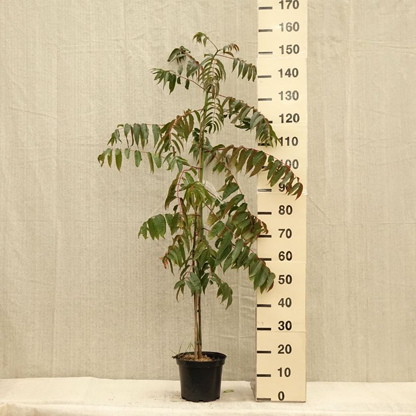 Ejemplar de Toona sinensis - Acajou de Chine Pot de 4L/5L entregado en otoño