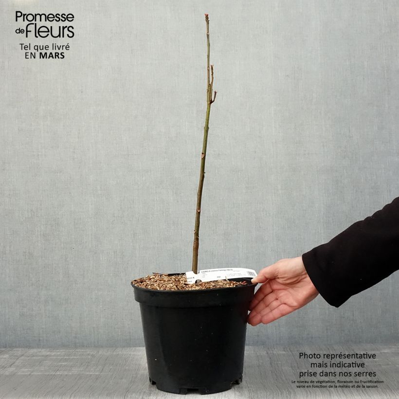 Toona sinensis Flamingo - Acajou de Chine Pot de 5L Ejemplar entregado en la primavera