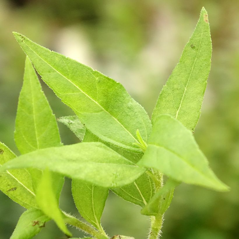 Tupinambo Nain - Hélianthus tuberosus (Follaje)