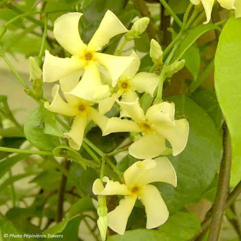 Jazmín asiático - Trachelospermum asiaticum (Floración)