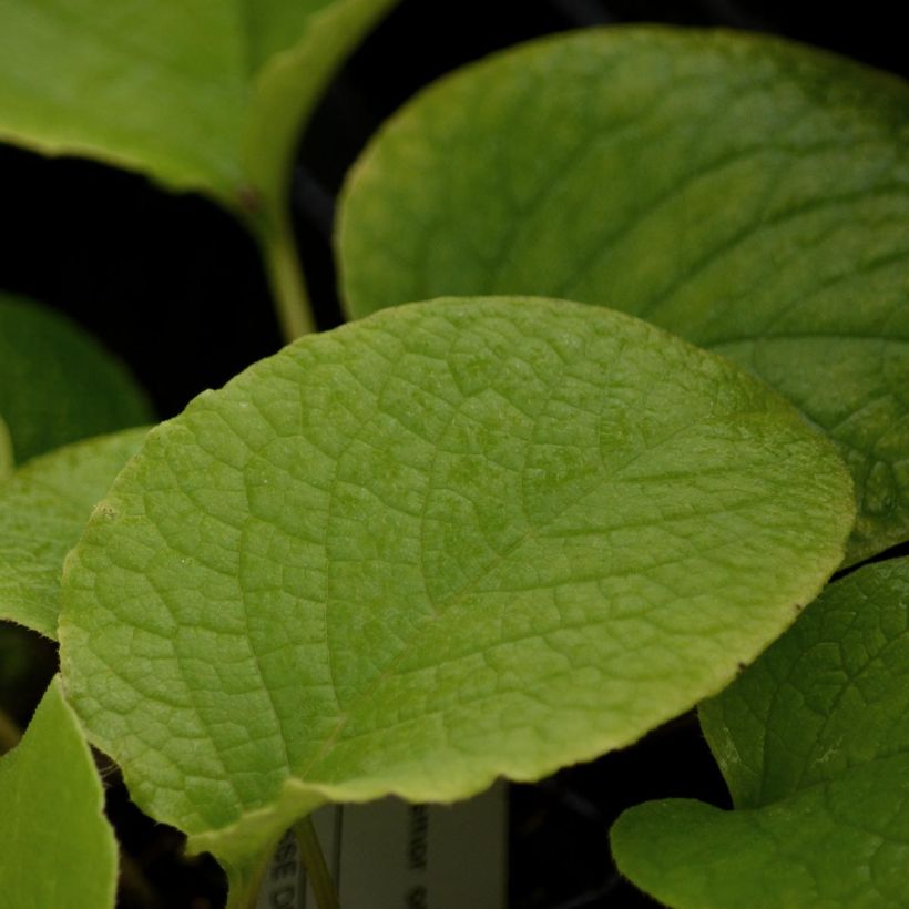 Trachystemon orientalis (Follaje)