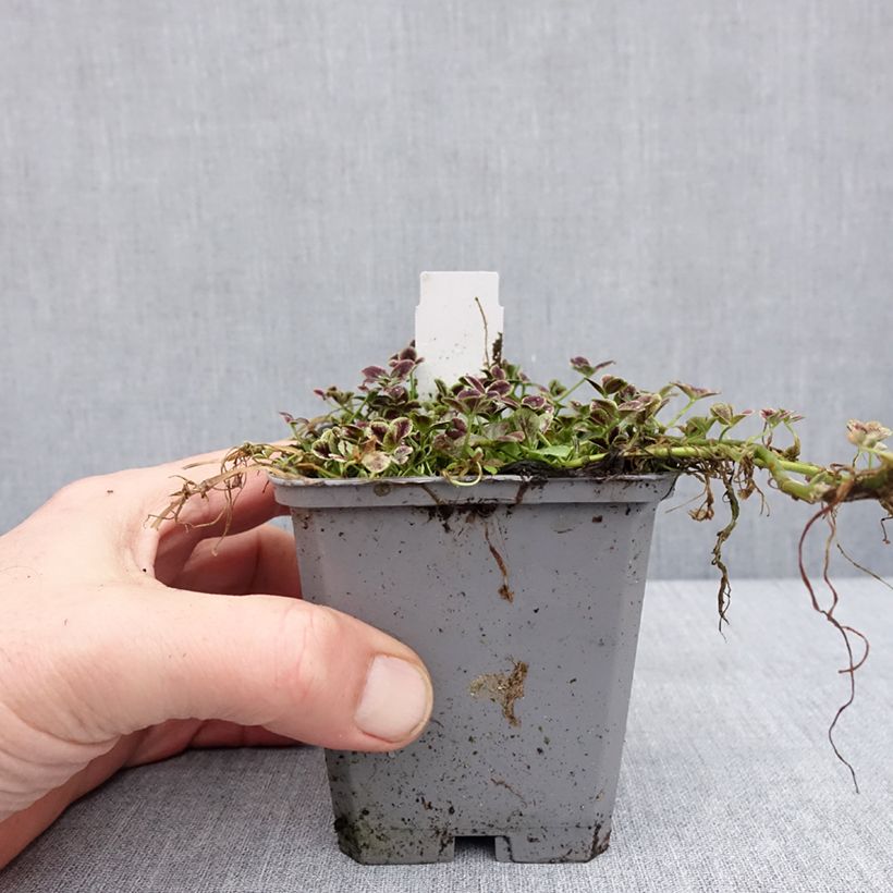 Trifolium repens Estelle - Trébol blanco Maceta de 8/9 cm Ejemplar entregado en invierno