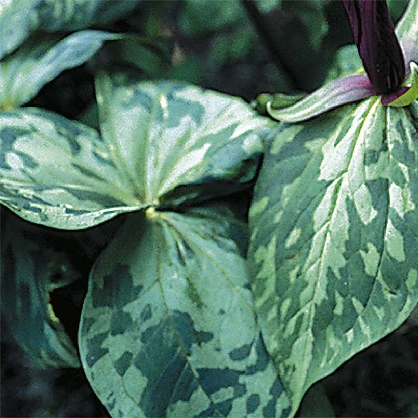 Trillium cuneatum (Follaje)