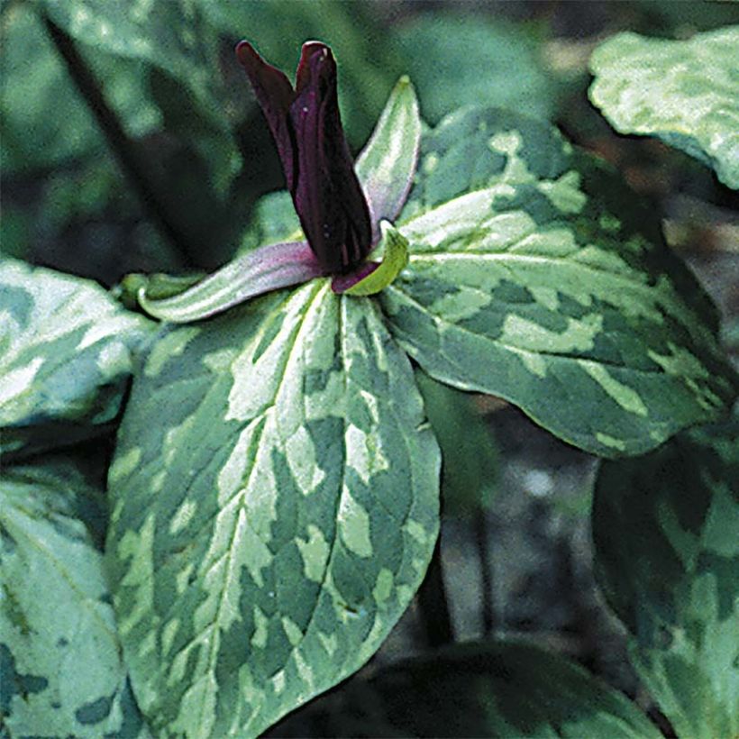 Trillium cuneatum (Floración)