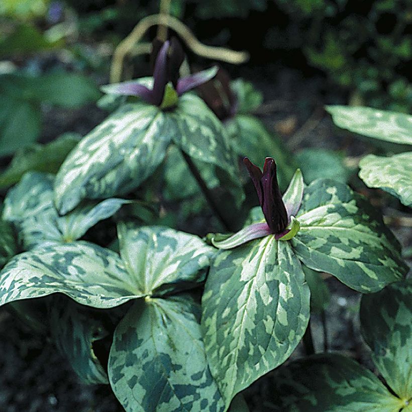 Trillium cuneatum (Porte)