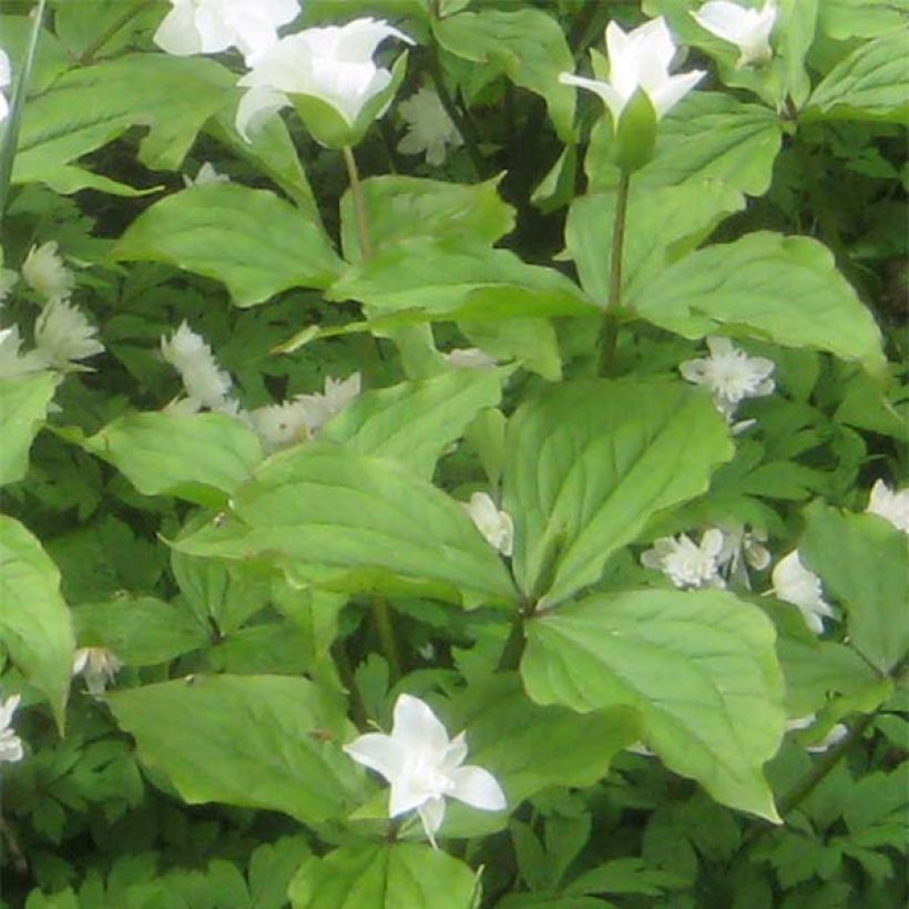 Trillium grandiflorum Flore Pleno (Follaje)