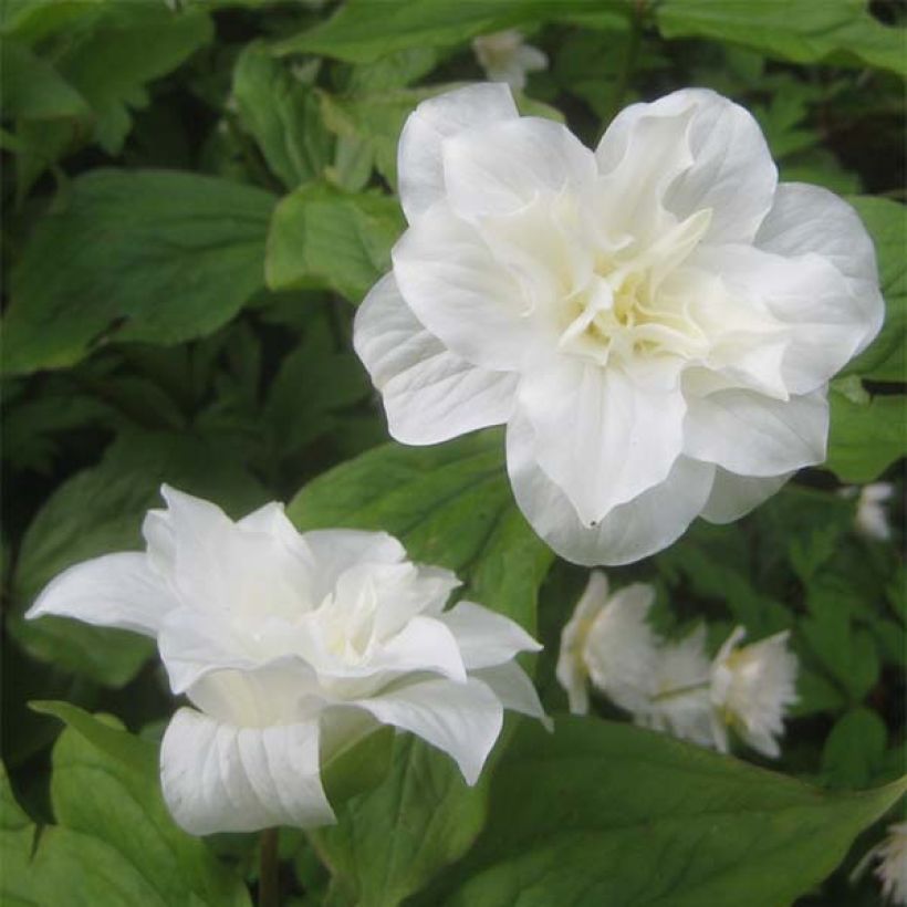 Trillium grandiflorum Flore Pleno (Floración)