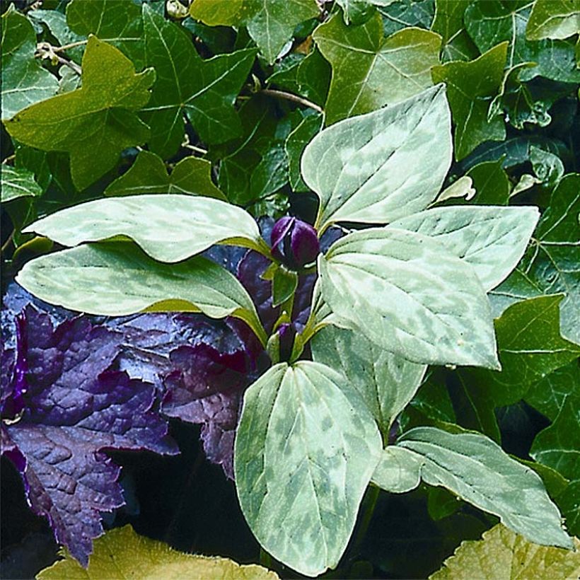 Trillium recurvatum (bulbo) (Floración)