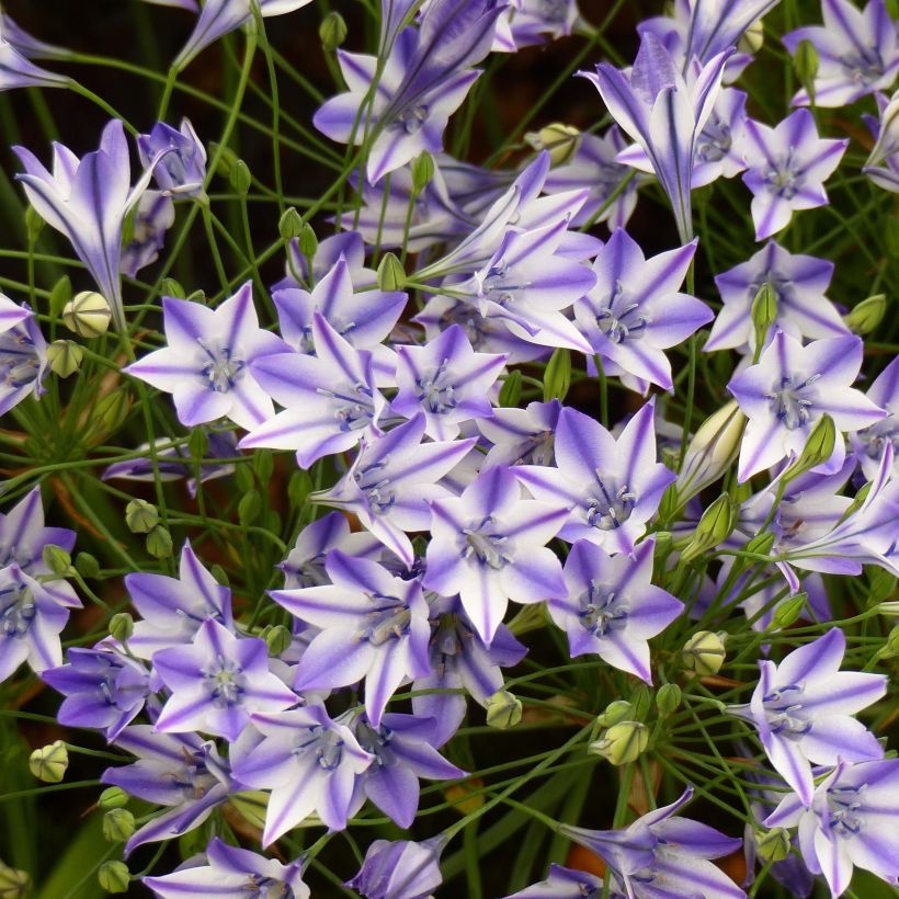 Triteleia Rudy (Floración)