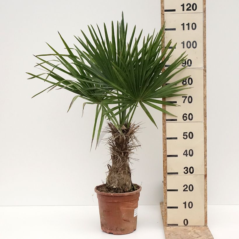 Trithrinax campestris - Caranday Maceta 7,5L/10LAltura de entrega aprox. 40/50cm Ejemplar entregado en invierno