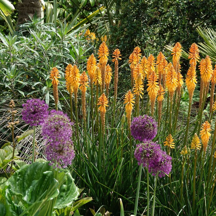 Kniphofia Mango Popsicle (Porte)