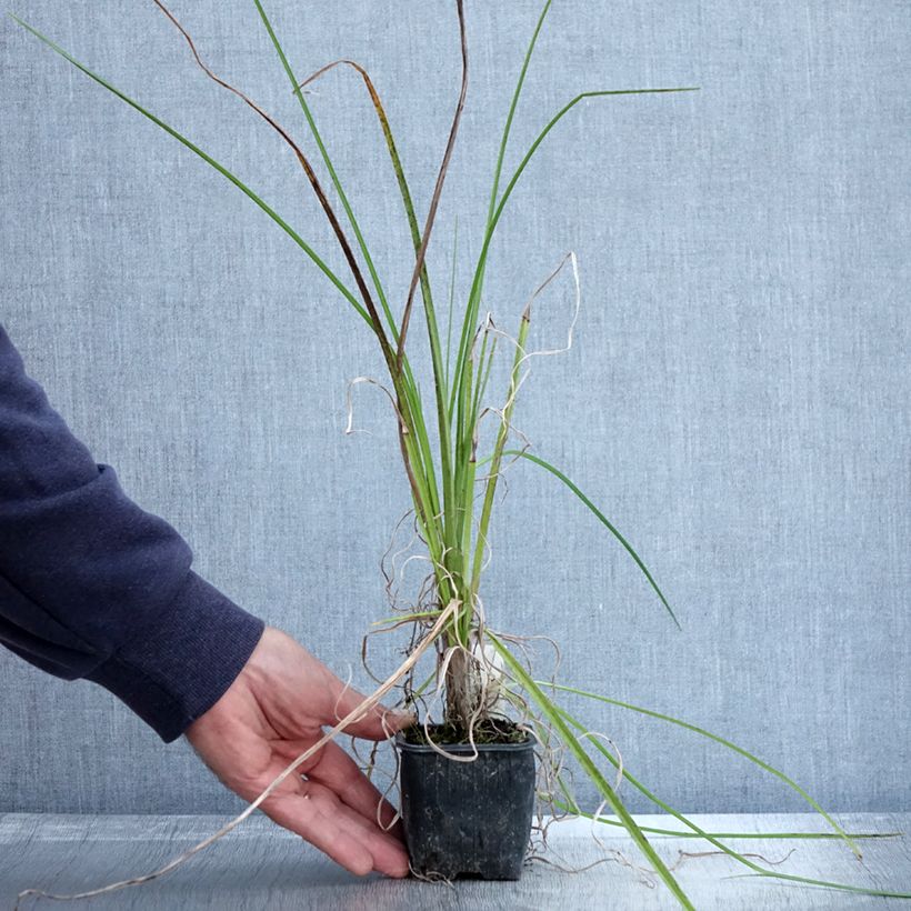 Ejemplar de Tritoma - Kniphofia Papaya Popsicle en godet de 8cm entregado en otoño