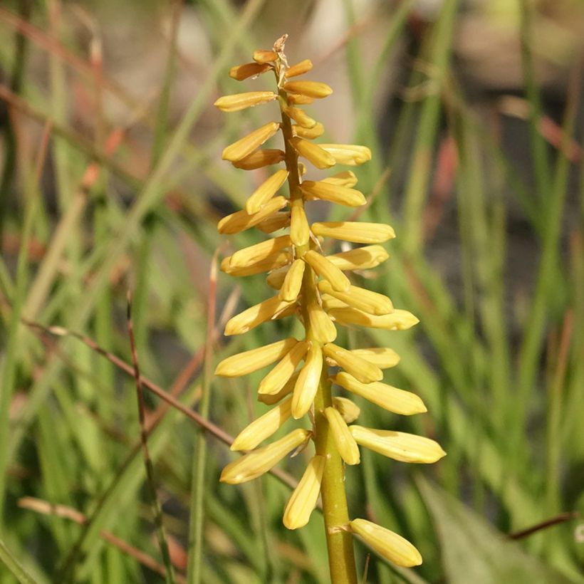 Kniphofia Pineapple Popsicle (Floración)