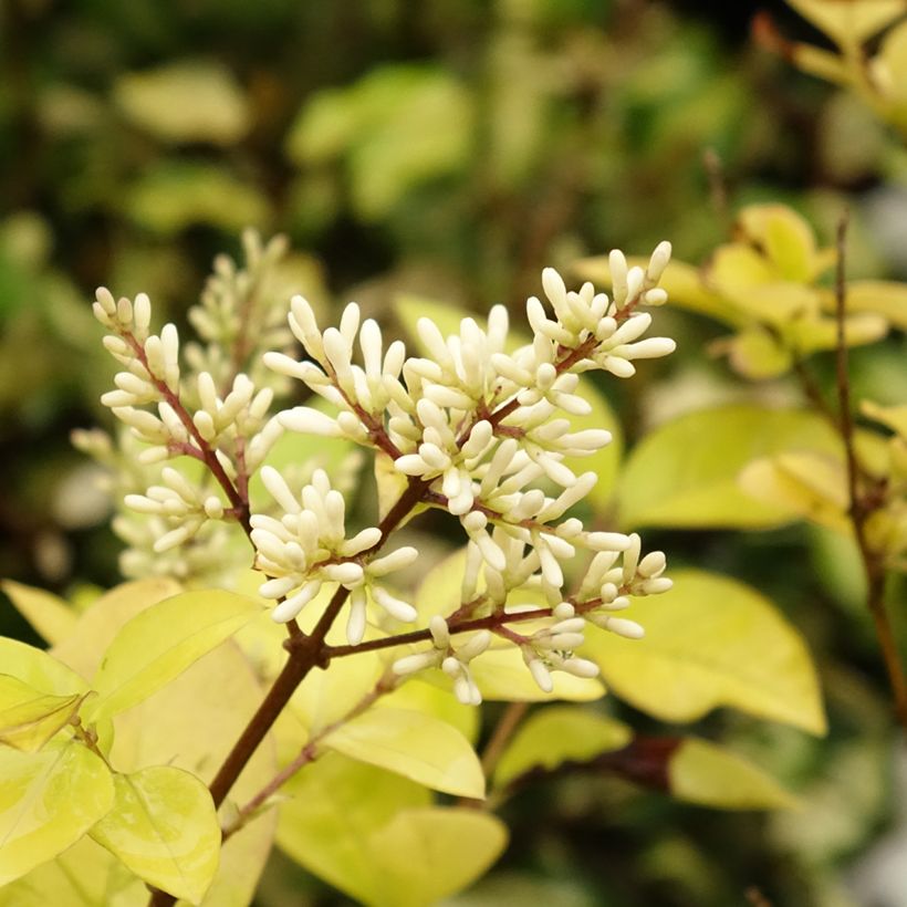 Ligustrum vicaryi - Aligustre (Floración)