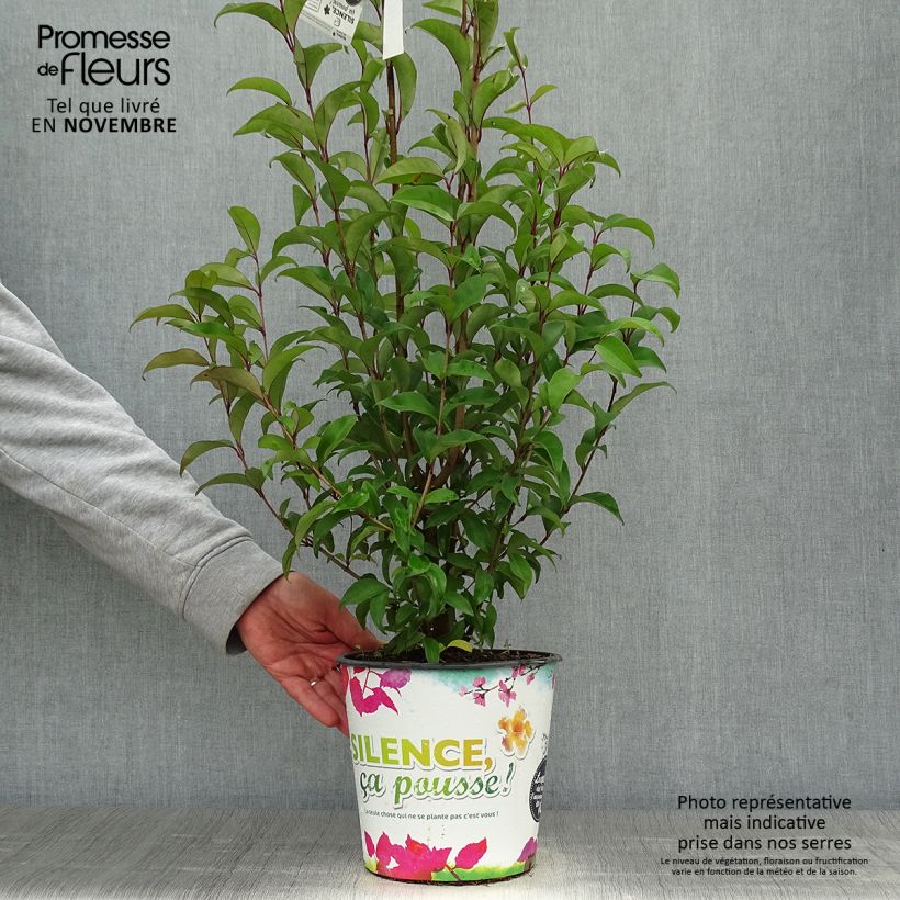 Ejemplar de Troène du Japon - Ligustrum japonicum en 1.5L/2L entregado en otoño