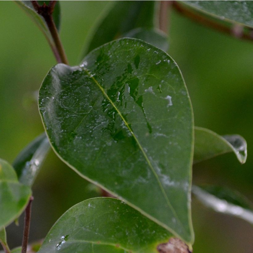 Aligustre del Japon - Ligustrum japonicum (Follaje)