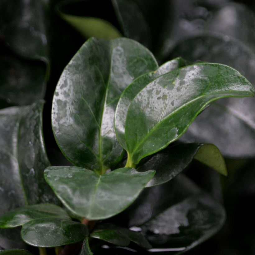 Aligustre del Japón Rotundifolium - Ligustrum japonicum (Follaje)