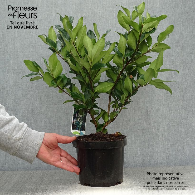 Ejemplar de Troène du Texas - Ligustrum japonicum Texanum en pot de 3/4L entregado en otoño