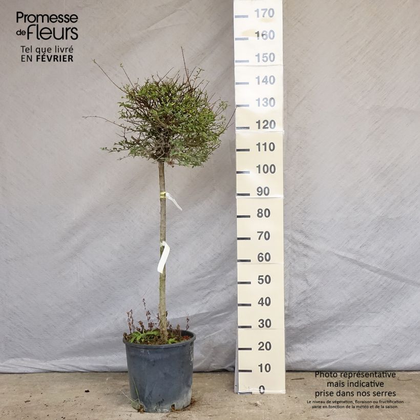 Troène - Ligustrum delavayanum en pot 15L Demi-tige (60cm), forme boule diamètre 30/35 cm Pot de 12L/15L Ejemplar entregado en invierno