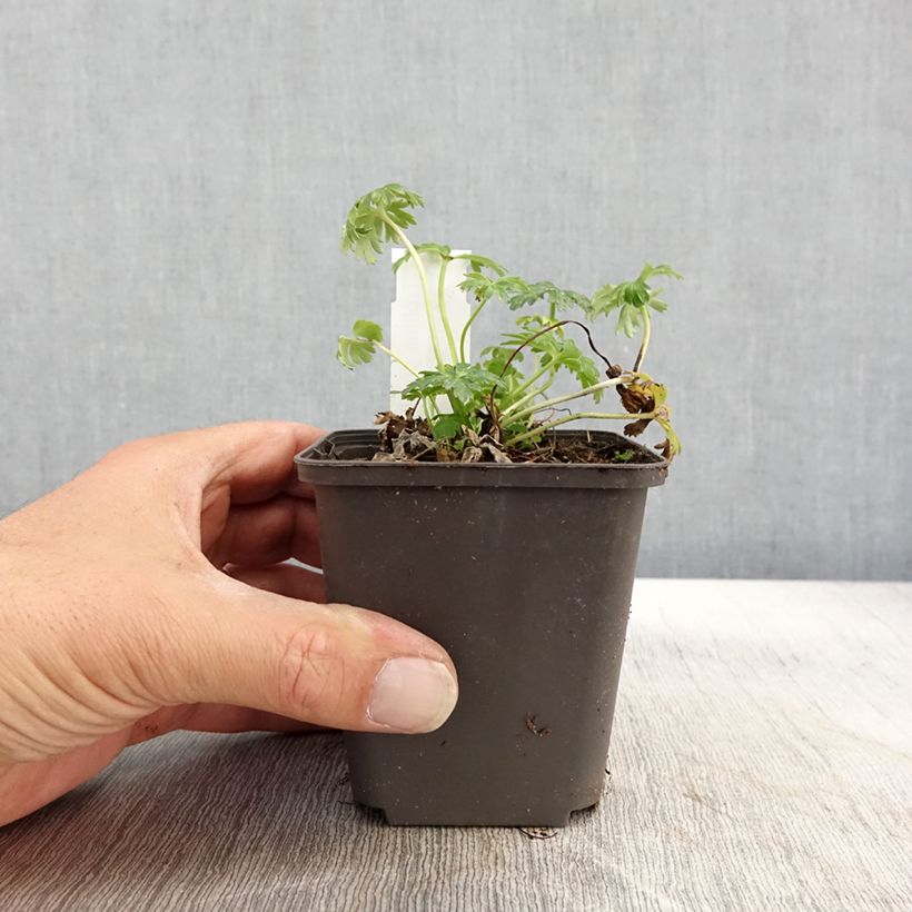 Ejemplar de Trolle nain - Trollius pumilus Godet de 9cm entregado en otoño