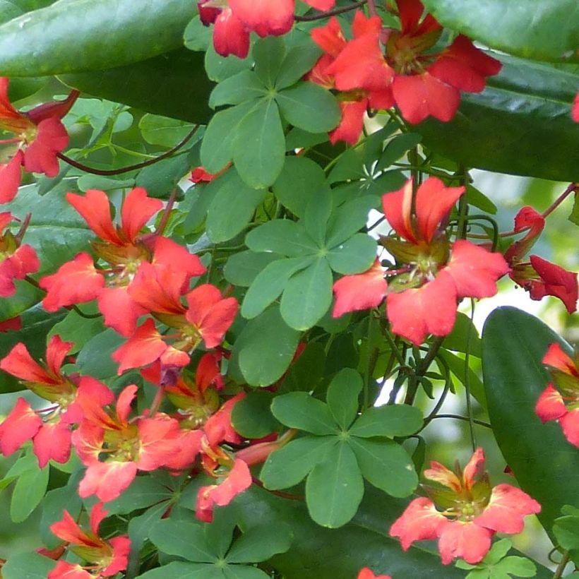 Tropaeolum speciosum (Follaje)