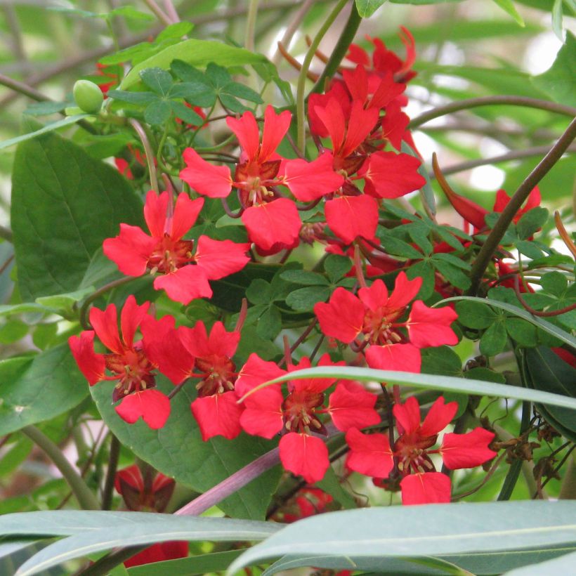 Tropaeolum speciosum (Floración)