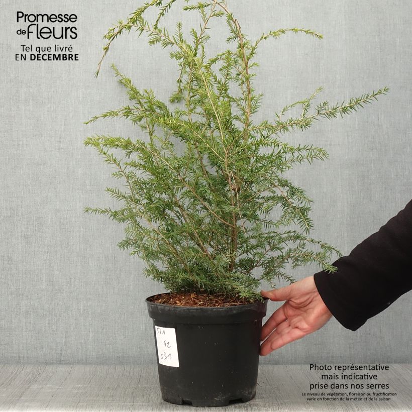 Ejemplar de Tsuga canadensis - Pruche du Canada Pot de 3L entregado en otoño