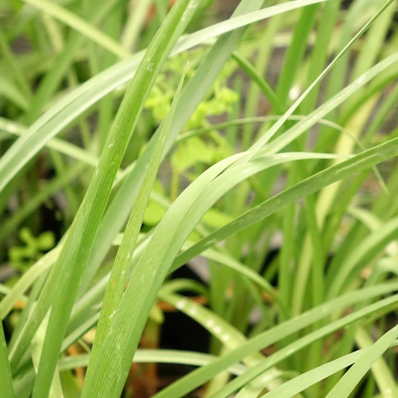 Tulbaghia cominsii Violacea - Ajo social (Follaje)