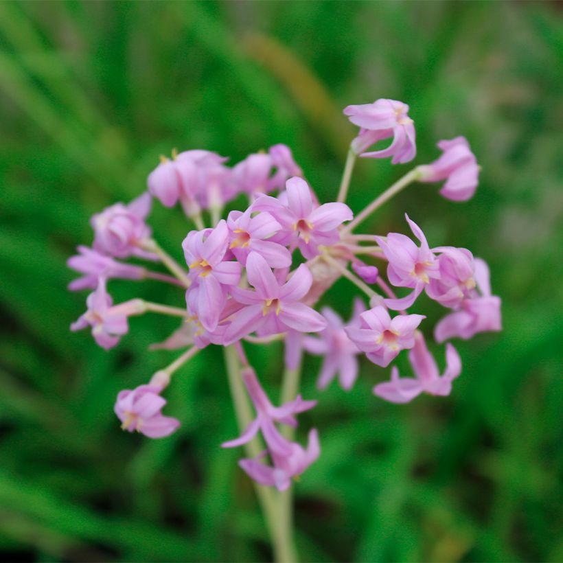 Tulbaghia violacea Flamingo - Ajo social (Floración)