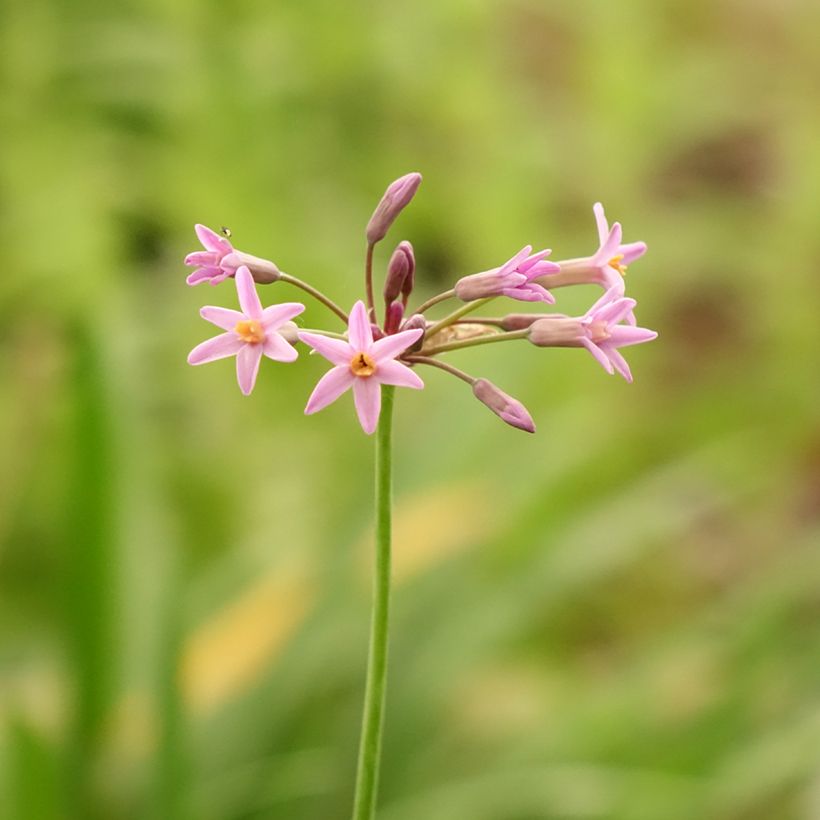 Tulbaghia violacea var. maritima simmleri Himba - Ajo social (Floración)