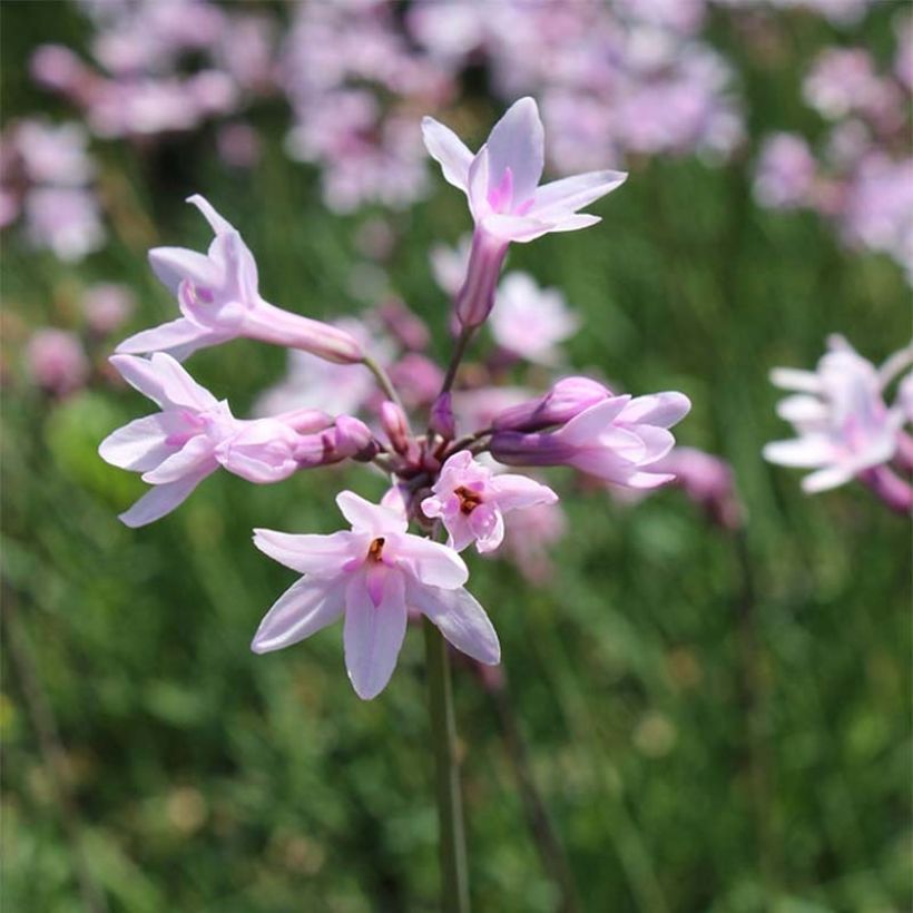 Tulbaghia violacea Ashanti - Ajo social (Floración)