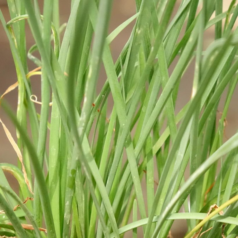 Tulbaghia violacea Ashanti - Ajo social (Follaje)