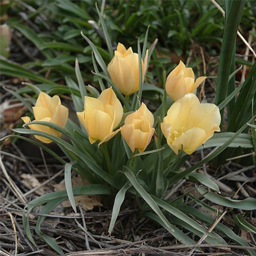 Tulipa batalinii Bright Gem (Porte)