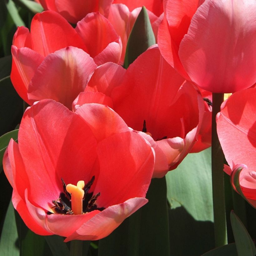 Tulipa praestans Unicum (Floración)