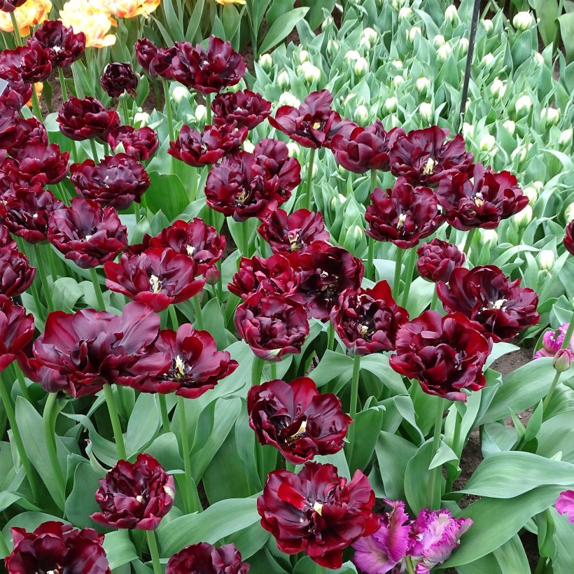 Tulipán doble de flor temprana Palmyra (Floración)