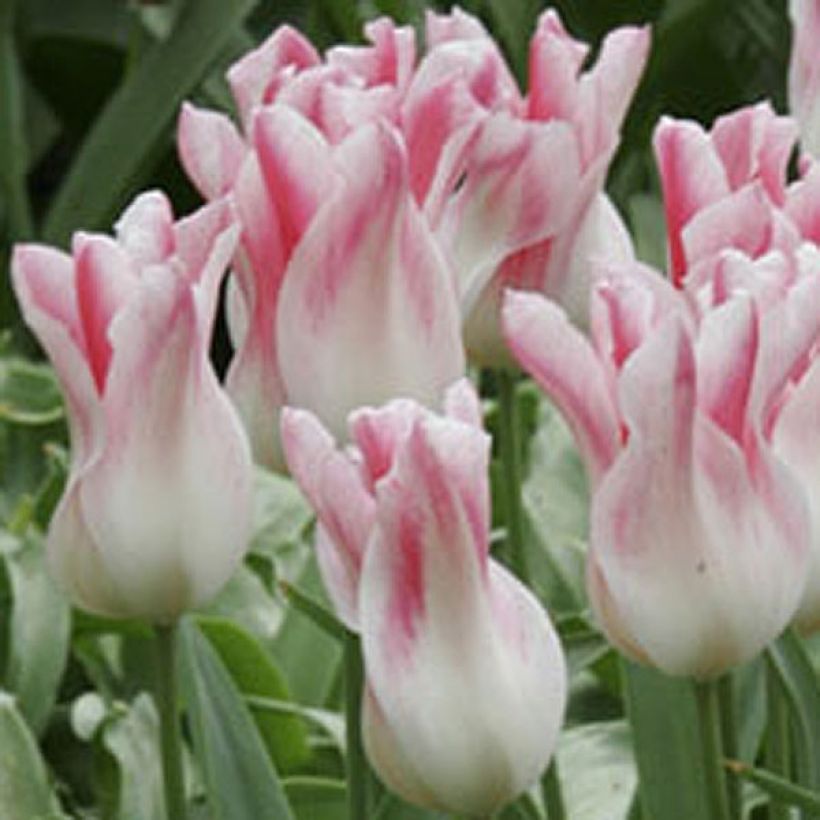 Tulipán flor de lis Holland Chic (Floración)