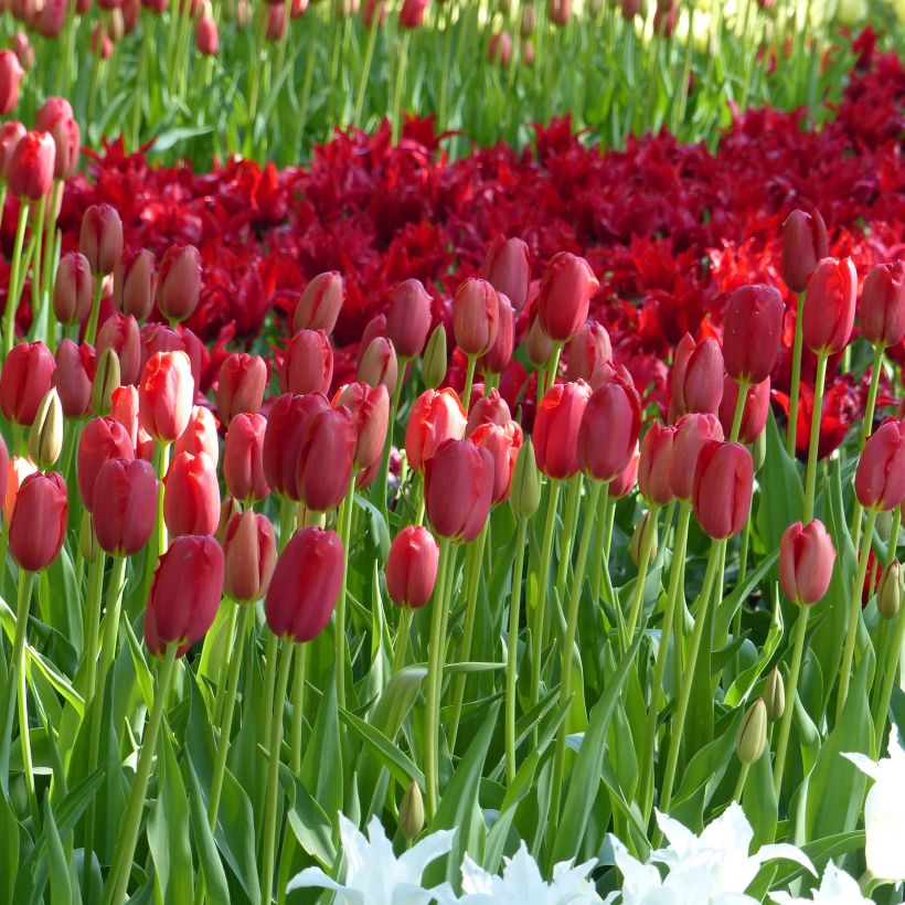 Tulipán simple de flor tardía Sky High Scarlet (Floración)