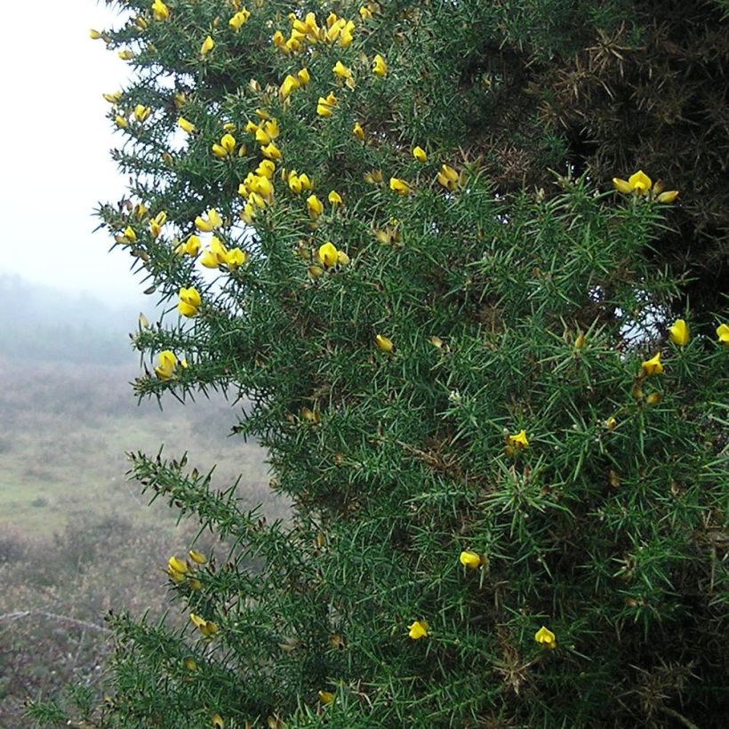 Ulex europaeus - Tojo (Follaje)