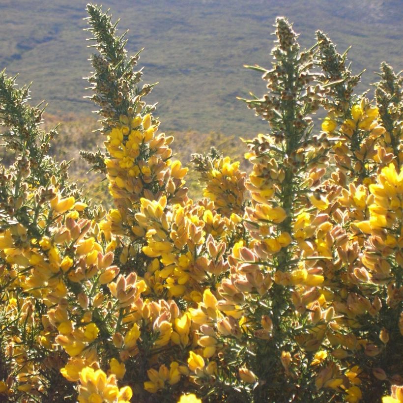 Ulex europaeus - Tojo (Floración)