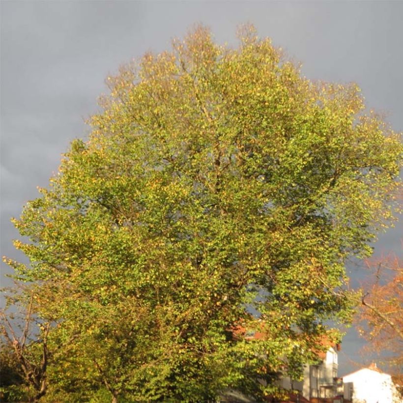 Ulmus glabra - Olmo (Porte)