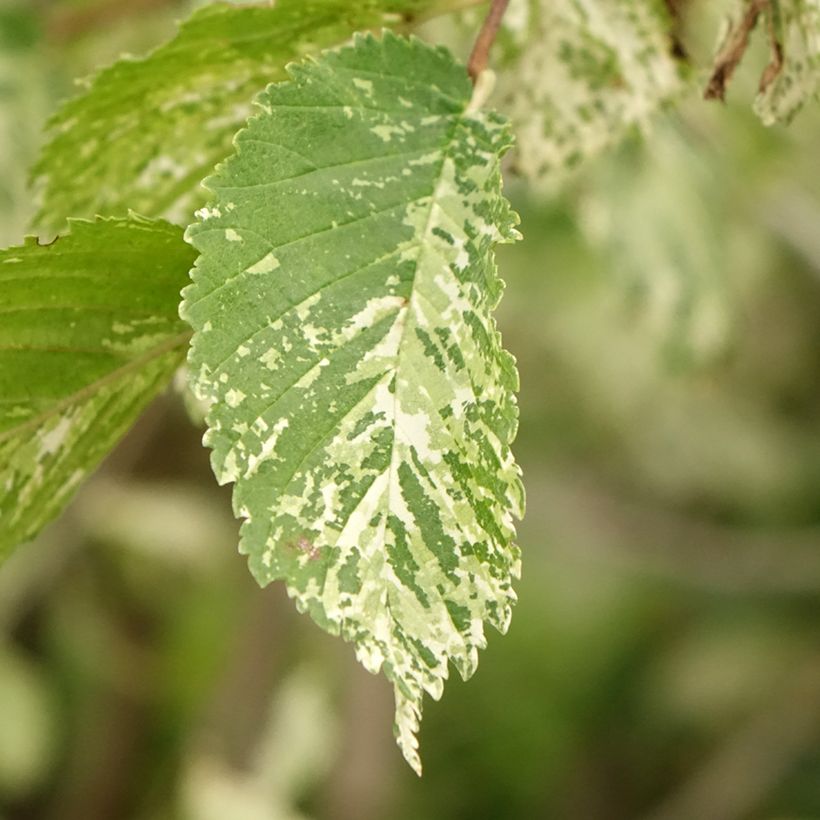 Ulmus minor Argenteovariegata - Olmo (Follaje)